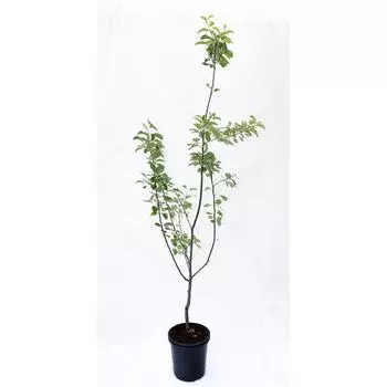 Яблоня «Коричное полосатое» 25x120 см