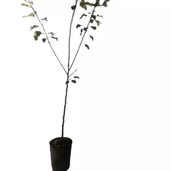 Яблоня Кубанское Багряное 18 см h100-120 см