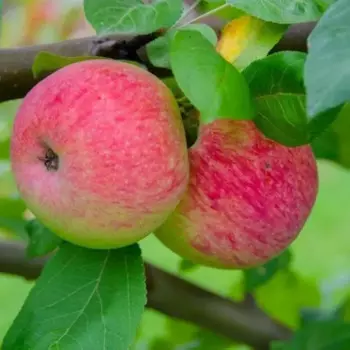 Яблоня Мелба 22 h80 см