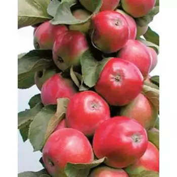 Яблоня «Московское ожерелье» C4 высота 110 см