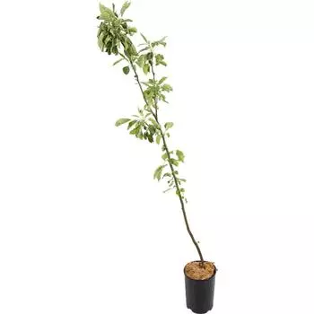 Яблоня «Осеннее полосатое» C4 высота 140 см