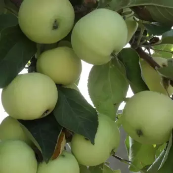 Яблоня Папировка 20 h120 см