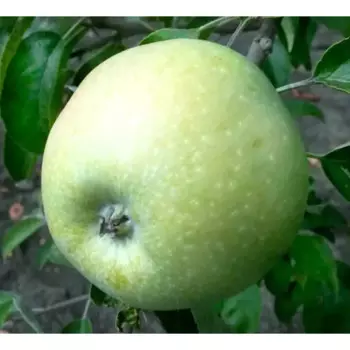 Яблоня «Ренет Семеренко» C4 высота 120-150 см