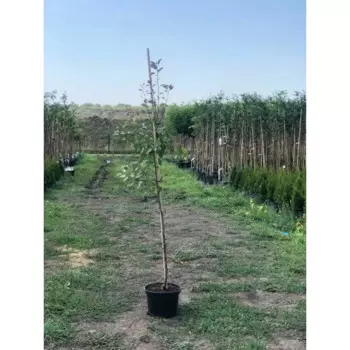 Яблоня Рудольф 28 h150 - 200 см