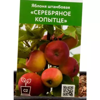 Яблоня Серебряное копытце h135 см