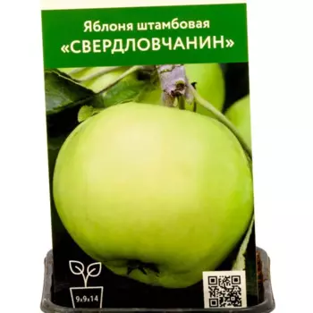 Яблоня Свердловчанин h80 см