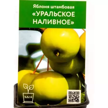 Яблоня Уральское наливное h80 см