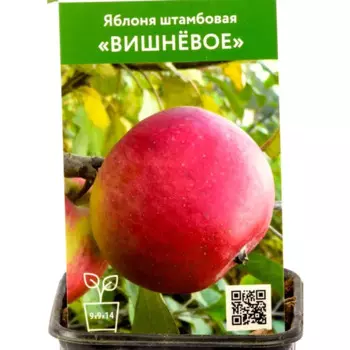 Яблоня Вишневое h80 см
