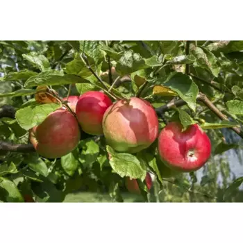 Яблоня Жигулевское h120 см