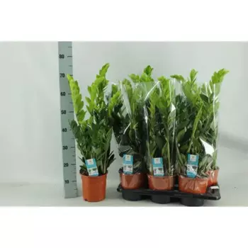 Замиокулькас 17 h60 см