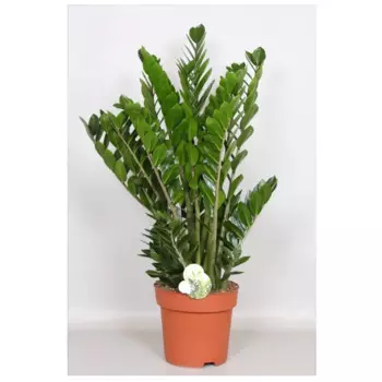 Замиокулькас 21 h90 см