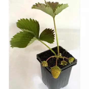 Земляника Джоли 9 см h15-25 см