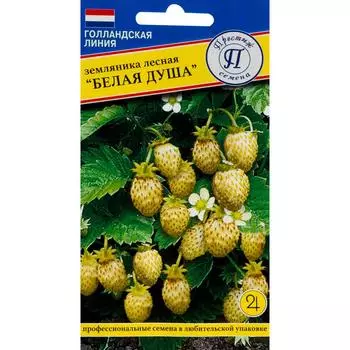 Земляника лесная «Белая душа»