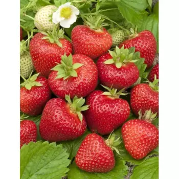 Земляника Полка 9 h15 см