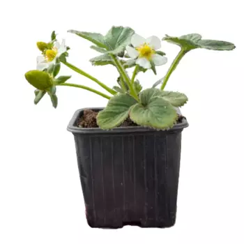 Земляника ранняя P9 h10 см