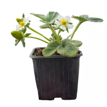 Земляника ремонтантная P9 h10 см