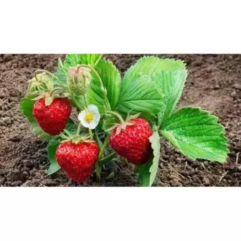 Земляника садовая 9x15 см