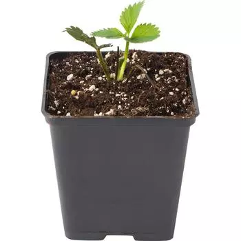 Земляника садовая «Эльвира» 9x15 см