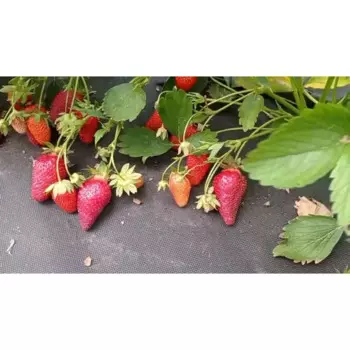 Земляника садовая Лючия 9 h20 см