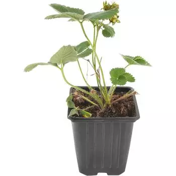 Земляника садовая «Портола» 9x15 см