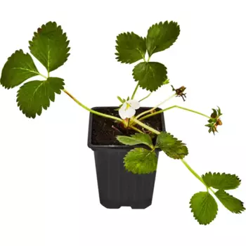 Земляника садовая Румба 9 h25 см