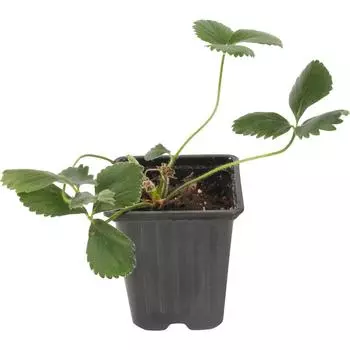 Земляника садовая «Сан Андреас» 9x15 см