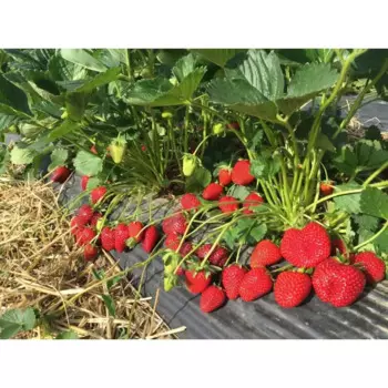 Земляника садовая Талия 9 h20 см
