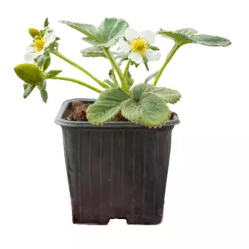 Земляника средняя P9 h10 см