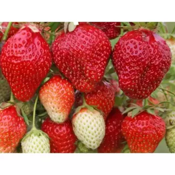 Земляника Вима Рина 9x30 см 3 шт.