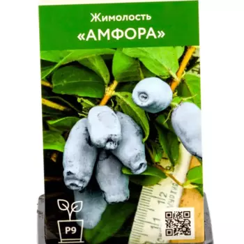 Жимолость Амфора h30 см