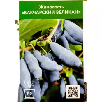 Жимолость Бакчарский Великан 9 h30 см