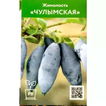 Жимолость Чулымская h30 см