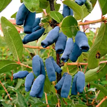 Жимолость Длинноплодная съедобная голубая h40 см