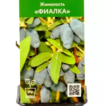 Жимолость Фиалка 9 h30 см