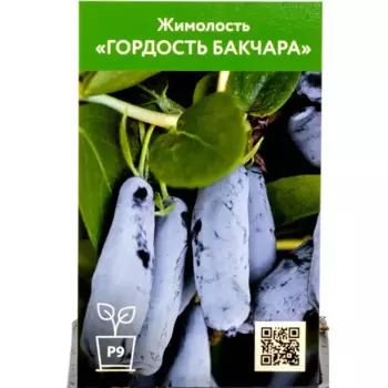 Жимолость Гордость Бакчара 9 h30 см