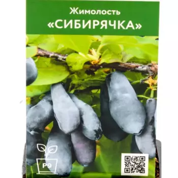 Жимолость Гордость Сибирячка 9 h30 см
