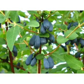 Жимолость «Лазурит» C3 высота 50-70 см
