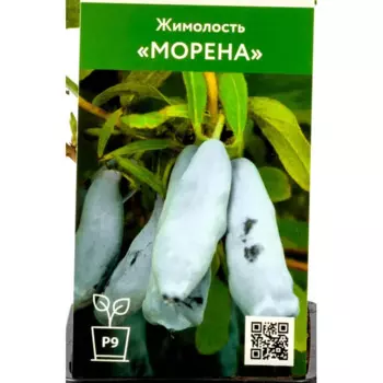 Жимолость Морена h30 см