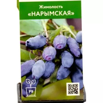Жимолость Нарымская h30 см