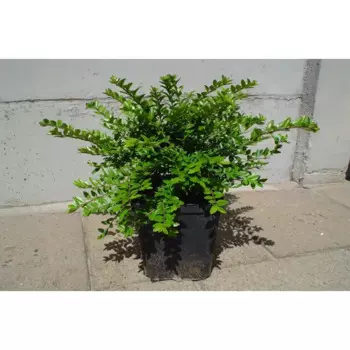 Жимолость Нитиида 21 h20 - 40 см