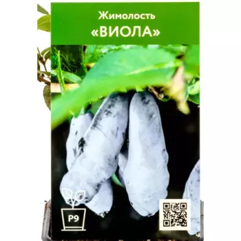 Жимолость Виола 9 h30 см