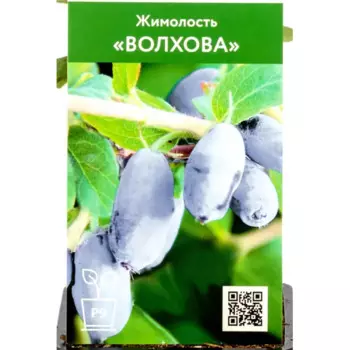 Жимолость Волхова h30 см