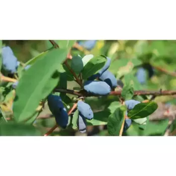 Жимолость «Волшебница» C3 высота 50-70 см