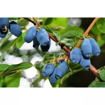 Жимолость «Восторг» C3 высота 50-70 см