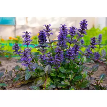 Живучка 9x20 см