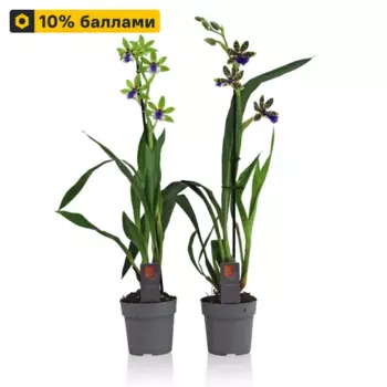 Зигопеталум микс 12 h40 см