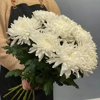 АЗАЛИЯ FLOWER PUB Букет хризантемы