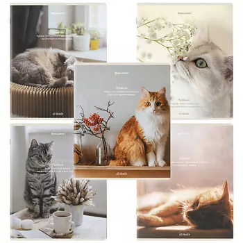 BRAUBERG Тетради Дэк А5 Cats