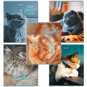 BRAUBERG Тетради Дэк А5 Котики
