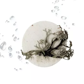 CETRARIA Твердый шампунь с цетрарией 50